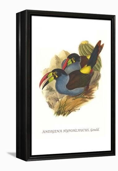 Grey Breasted Mountain Toucan-John Gould-Framed Stretched Canvas