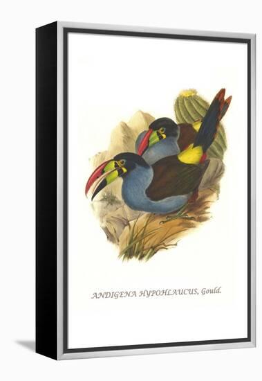 Grey Breasted Mountain Toucan-John Gould-Framed Stretched Canvas