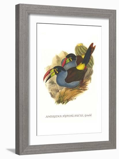 Grey Breasted Mountain Toucan-John Gould-Framed Art Print