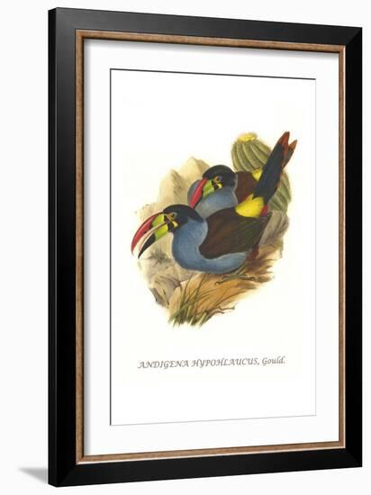 Grey Breasted Mountain Toucan-John Gould-Framed Art Print