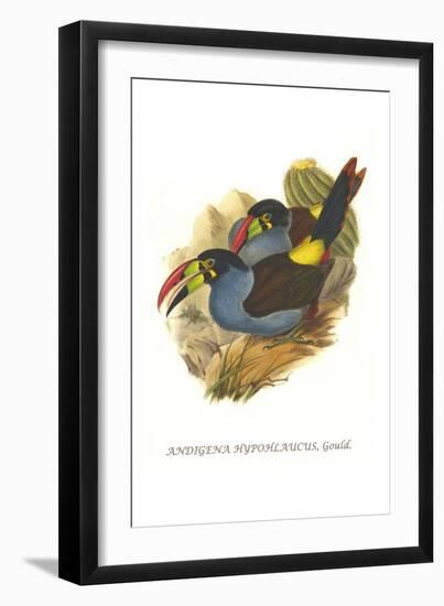 Grey Breasted Mountain Toucan-John Gould-Framed Art Print