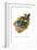 Grey Breasted Mountain Toucan-John Gould-Framed Art Print