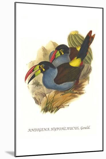 Grey Breasted Mountain Toucan-John Gould-Mounted Art Print