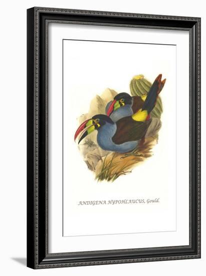 Grey Breasted Mountain Toucan-John Gould-Framed Art Print