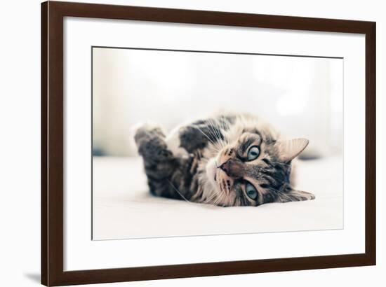 Grey Cat Lying on Bed-Valeri Potapova-Framed Photographic Print