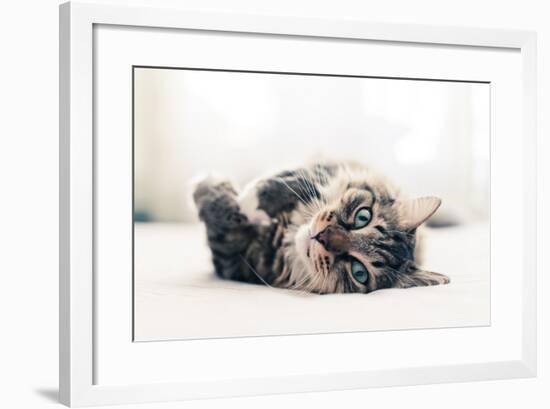 Grey Cat Lying on Bed-Valeri Potapova-Framed Photographic Print