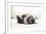 Grey Cat Lying on Bed-Valeri Potapova-Framed Photographic Print