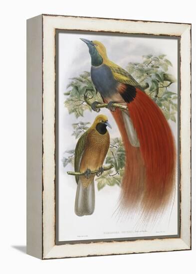 Grey Chested Bird of Paradise-John Gould-Framed Premier Image Canvas