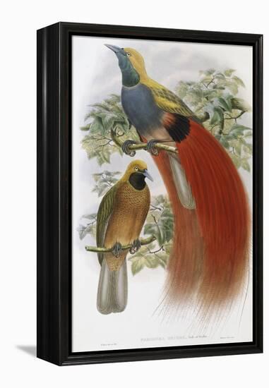 Grey Chested Bird of Paradise-John Gould-Framed Premier Image Canvas