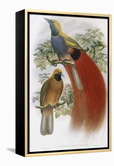 Grey Chested Bird of Paradise-John Gould-Framed Premier Image Canvas