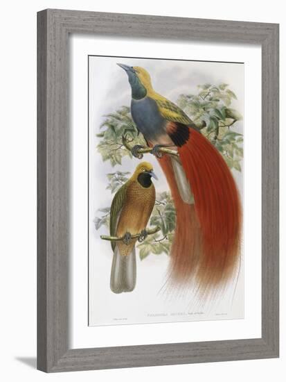 Grey Chested Bird of Paradise-John Gould-Framed Giclee Print