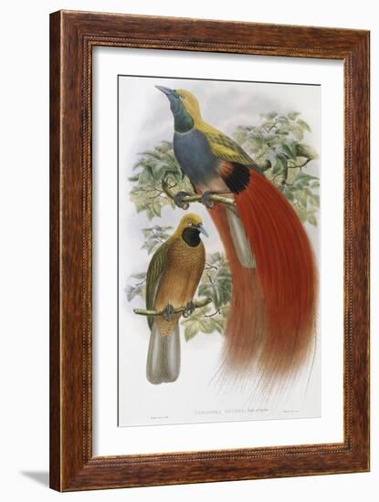 Grey Chested Bird of Paradise-John Gould-Framed Giclee Print