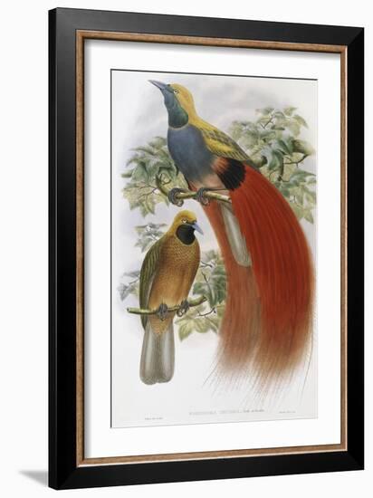 Grey Chested Bird of Paradise-John Gould-Framed Giclee Print