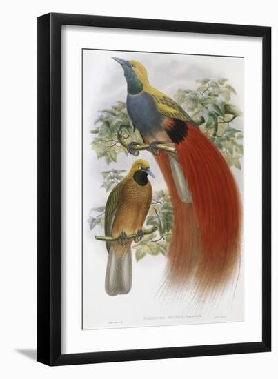 Grey Chested Bird of Paradise-John Gould-Framed Giclee Print