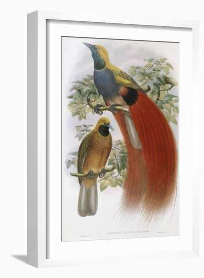 Grey Chested Bird of Paradise-John Gould-Framed Giclee Print