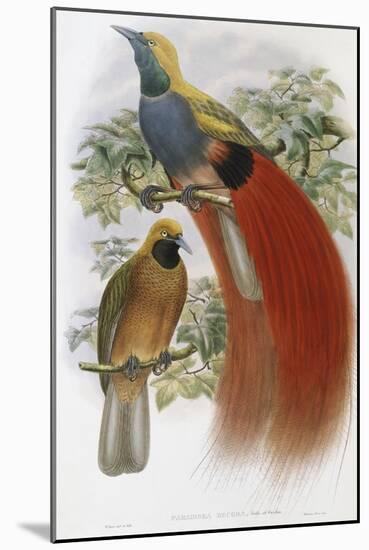 Grey Chested Bird of Paradise-John Gould-Mounted Giclee Print