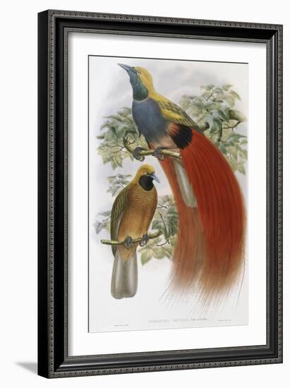 Grey Chested Bird of Paradise-John Gould-Framed Giclee Print