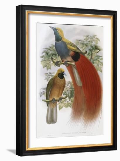 Grey Chested Bird of Paradise-John Gould-Framed Giclee Print