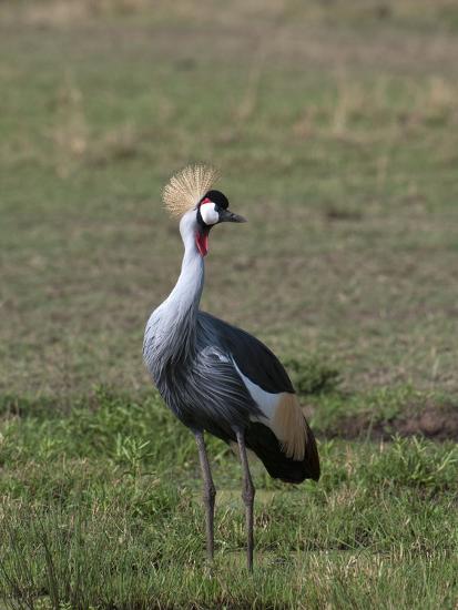 grey crowned crane balearica