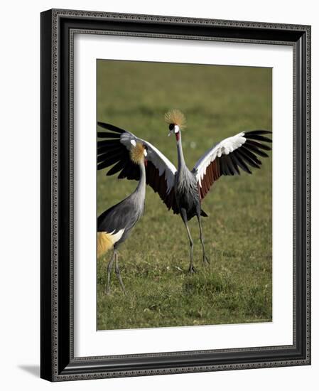 Grey Crowned Crane Dancing Next to Its Mate with Its Feet off the Ground and Wings Spread-James Hager-Framed Photographic Print