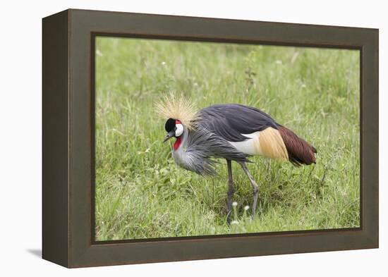 Grey-Crowned Crane Hunting, Ngorongoro Conservation Area, Tanzania-James Heupel-Framed Premier Image Canvas