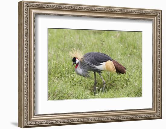 Grey-Crowned Crane Hunting, Ngorongoro Conservation Area, Tanzania-James Heupel-Framed Photographic Print