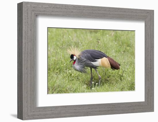 Grey-Crowned Crane Hunting, Ngorongoro Conservation Area, Tanzania-James Heupel-Framed Photographic Print