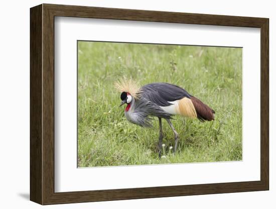 Grey-Crowned Crane Hunting, Ngorongoro Conservation Area, Tanzania-James Heupel-Framed Photographic Print