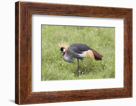 Grey-Crowned Crane Hunting, Ngorongoro Conservation Area, Tanzania-James Heupel-Framed Photographic Print