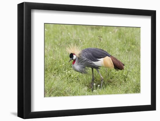 Grey-Crowned Crane Hunting, Ngorongoro Conservation Area, Tanzania-James Heupel-Framed Photographic Print