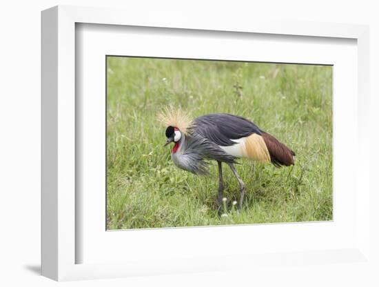 Grey-Crowned Crane Hunting, Ngorongoro Conservation Area, Tanzania-James Heupel-Framed Photographic Print