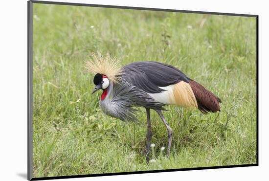Grey-Crowned Crane Hunting, Ngorongoro Conservation Area, Tanzania-James Heupel-Mounted Photographic Print