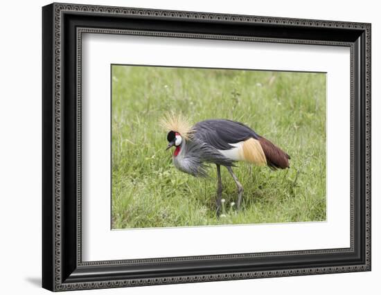 Grey-Crowned Crane Hunting, Ngorongoro Conservation Area, Tanzania-James Heupel-Framed Photographic Print