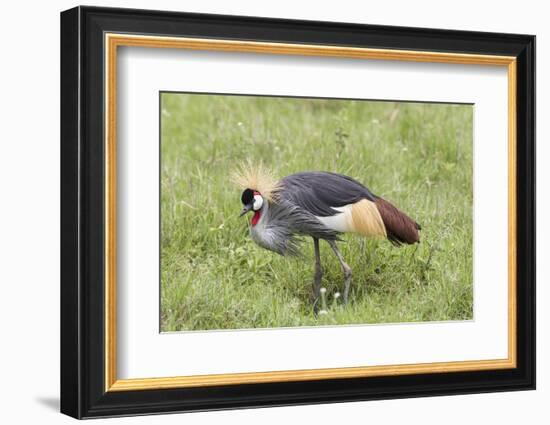 Grey-Crowned Crane Hunting, Ngorongoro Conservation Area, Tanzania-James Heupel-Framed Photographic Print