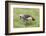 Grey-Crowned Crane Hunting, Ngorongoro Conservation Area, Tanzania-James Heupel-Framed Photographic Print