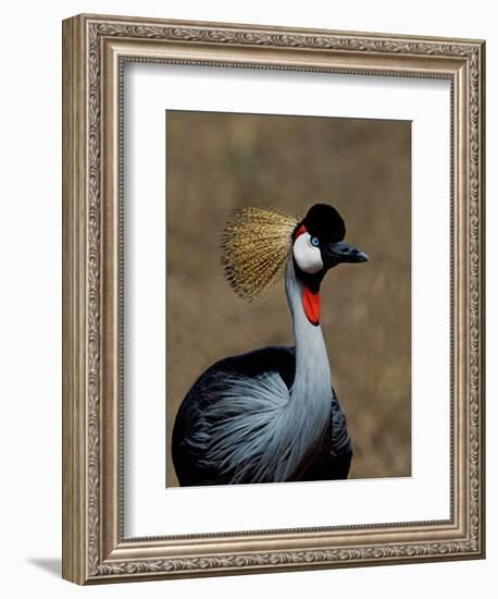 Grey Crowned Crane, Kenya-Charles Sleicher-Framed Photographic Print