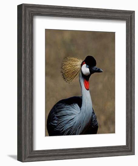 Grey Crowned Crane, Kenya-Charles Sleicher-Framed Photographic Print