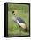 Grey Crowned Crane, Serengeti National Park, Tanzania, East Africa-James Hager-Framed Premier Image Canvas