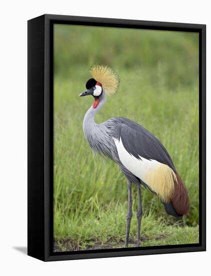 Grey Crowned Crane, Serengeti National Park, Tanzania, East Africa-James Hager-Framed Premier Image Canvas