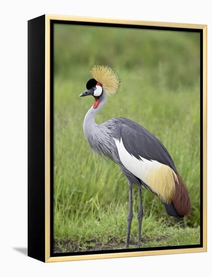 Grey Crowned Crane, Serengeti National Park, Tanzania, East Africa-James Hager-Framed Premier Image Canvas