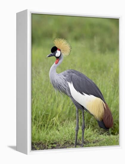 Grey Crowned Crane, Serengeti National Park, Tanzania, East Africa-James Hager-Framed Premier Image Canvas