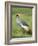 Grey Crowned Crane, Serengeti National Park, Tanzania, East Africa-James Hager-Framed Photographic Print