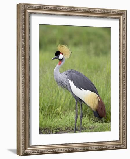 Grey Crowned Crane, Serengeti National Park, Tanzania, East Africa-James Hager-Framed Photographic Print