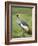 Grey Crowned Crane, Serengeti National Park, Tanzania, East Africa-James Hager-Framed Photographic Print