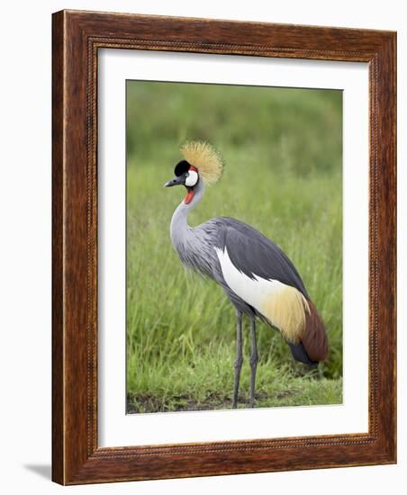 Grey Crowned Crane, Serengeti National Park, Tanzania, East Africa-James Hager-Framed Photographic Print