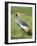 Grey Crowned Crane, Serengeti National Park, Tanzania, East Africa-James Hager-Framed Photographic Print