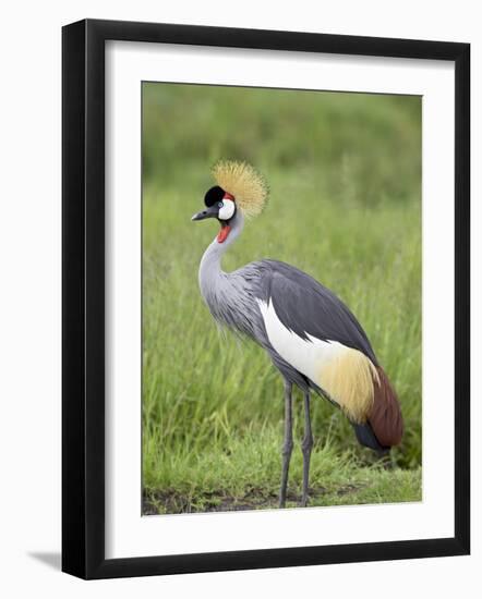 Grey Crowned Crane, Serengeti National Park, Tanzania, East Africa-James Hager-Framed Photographic Print