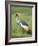 Grey Crowned Crane, Serengeti National Park, Tanzania, East Africa-James Hager-Framed Photographic Print