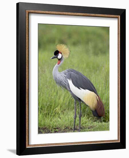 Grey Crowned Crane, Serengeti National Park, Tanzania, East Africa-James Hager-Framed Photographic Print