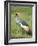 Grey Crowned Crane, Serengeti National Park, Tanzania, East Africa-James Hager-Framed Photographic Print